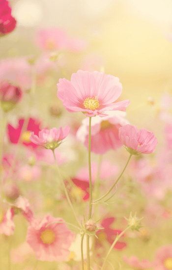 picture of a flower shot with a yellow filter